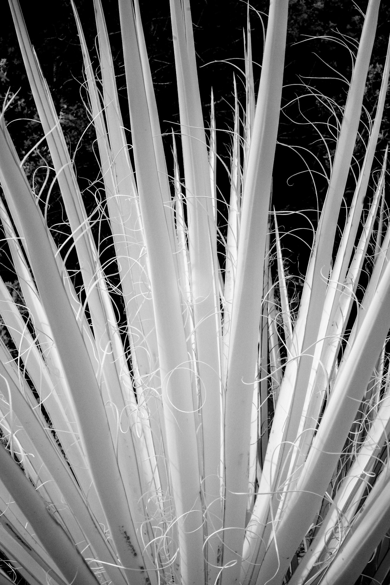 Joshua Tree National Park, California