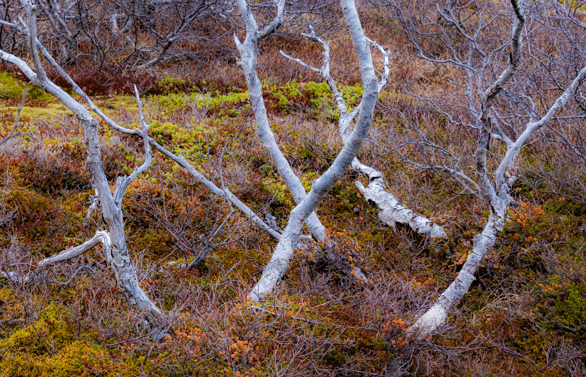 Þingvellir National Park, Golden CIrcle, Iceland