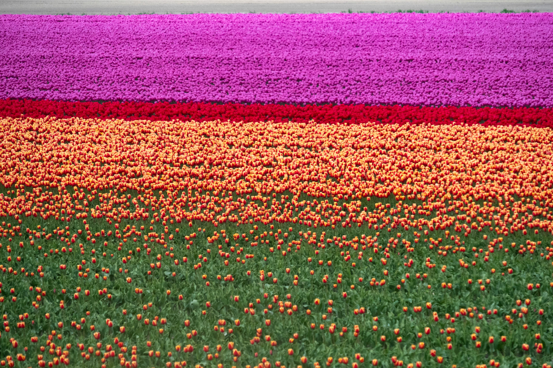 Kwekerij Siem Munster, Slootdorp, The Netherlands