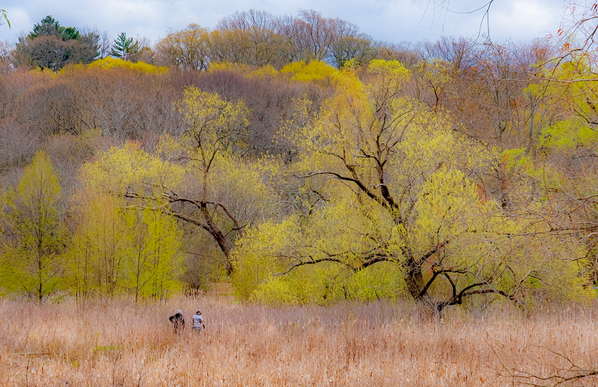 The Arnold Arboretum, Boston, MA