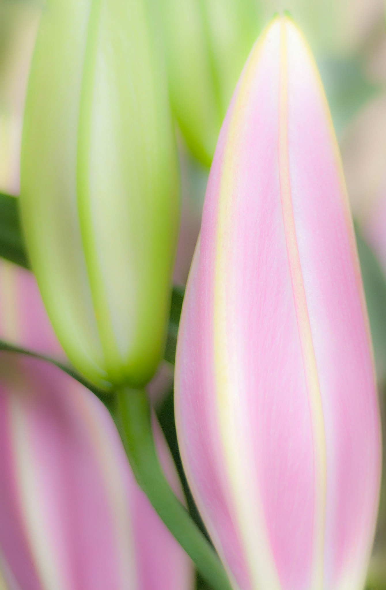 Longwood Gardens, Kennett Square, Pennsylvania