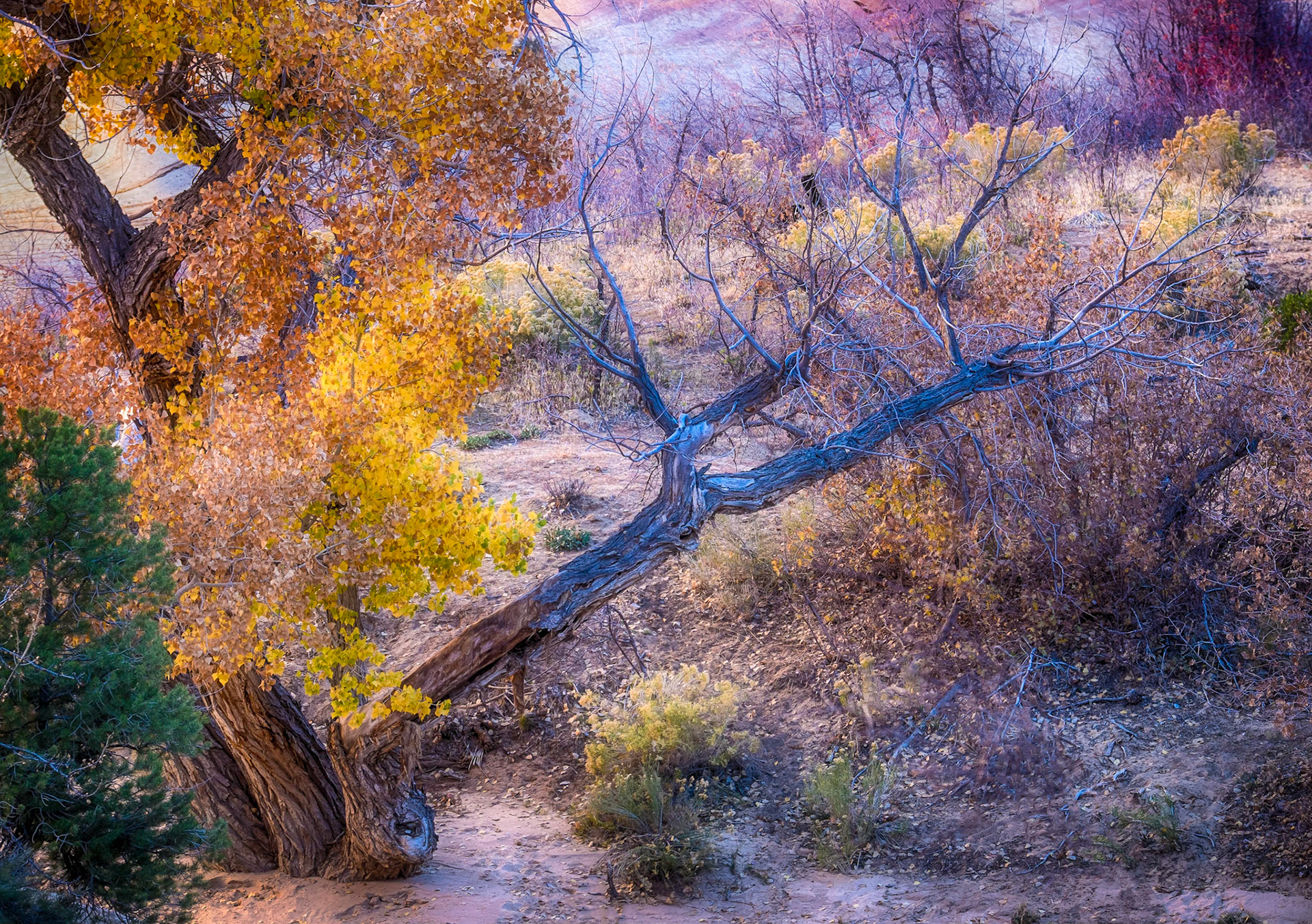 Zion National Park, Utah