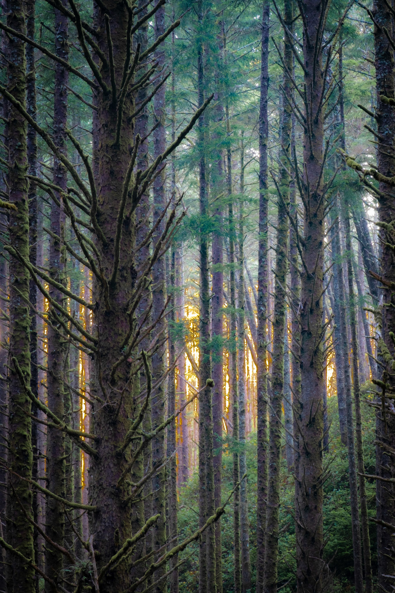 Hobbit Trail, Oregon