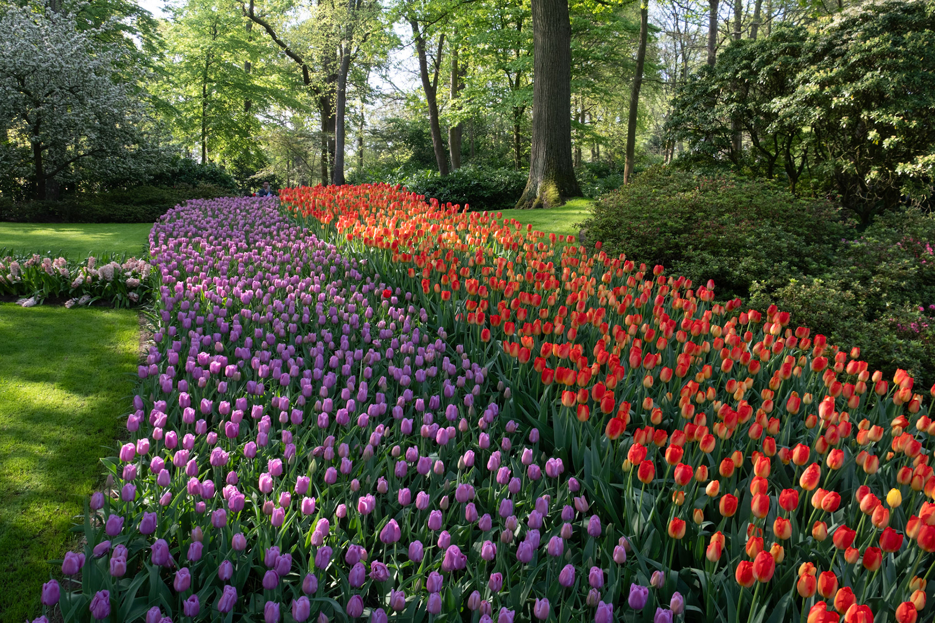 Keukenhof, The Netherlands