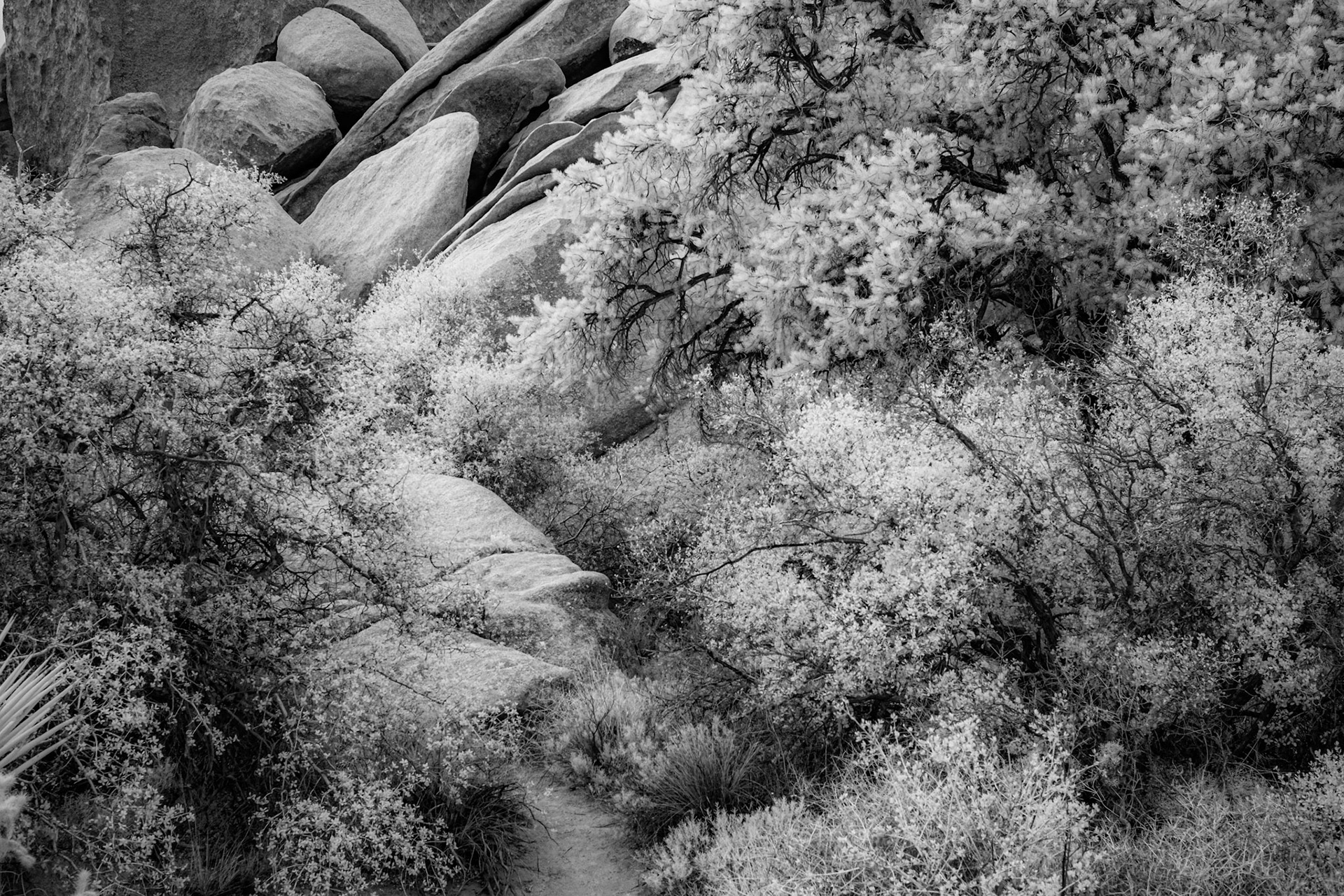 Joshua Tree National Park, California