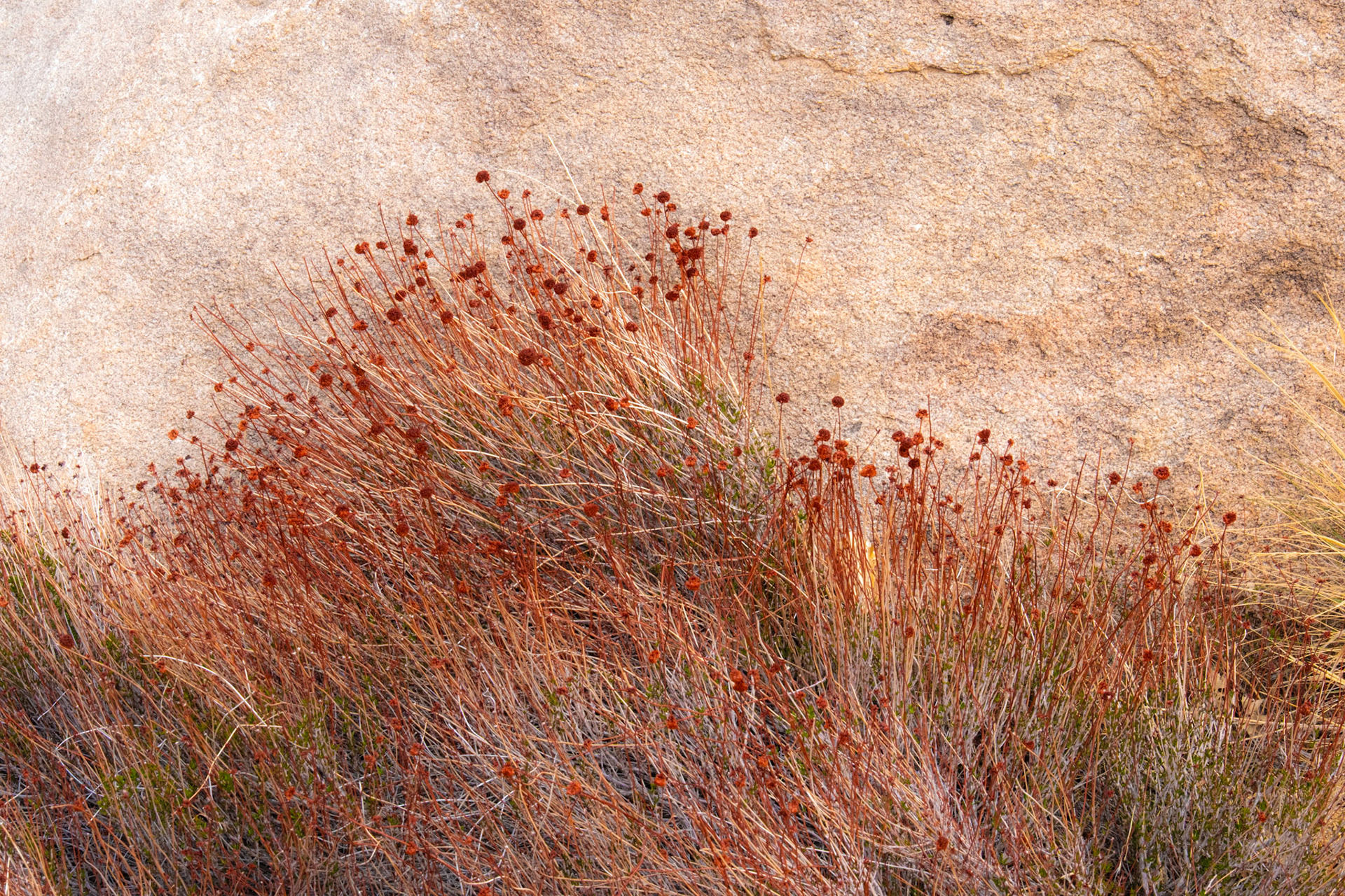 Joshua Tree National Park, California