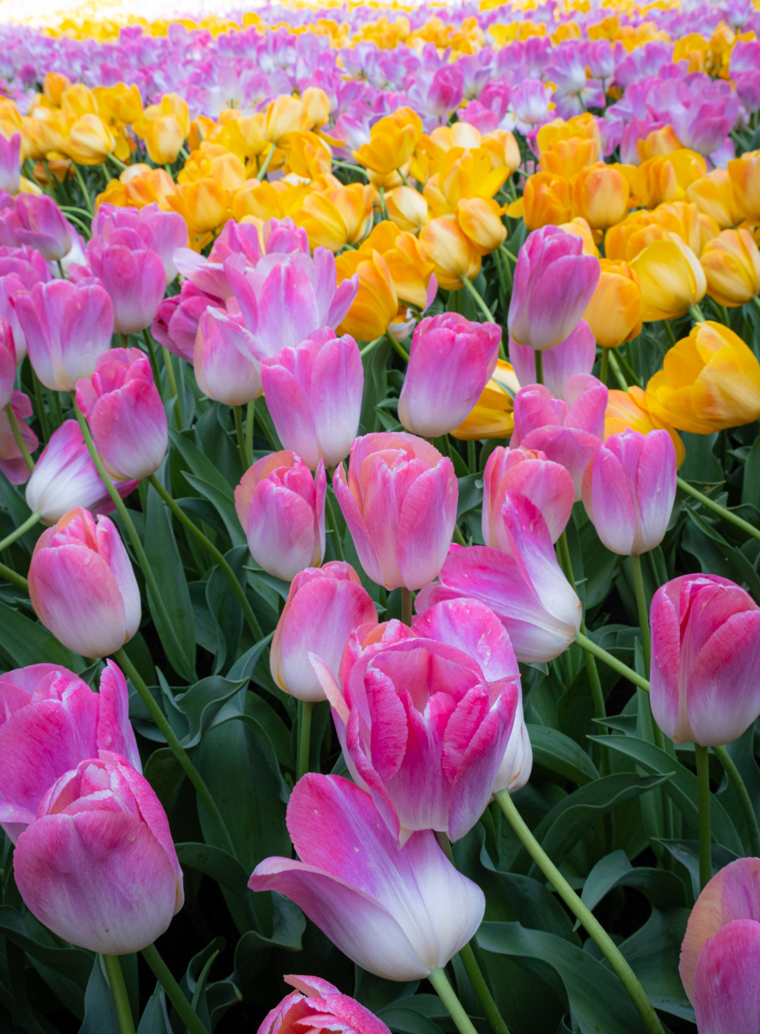 Keukenhof, The Netherlands