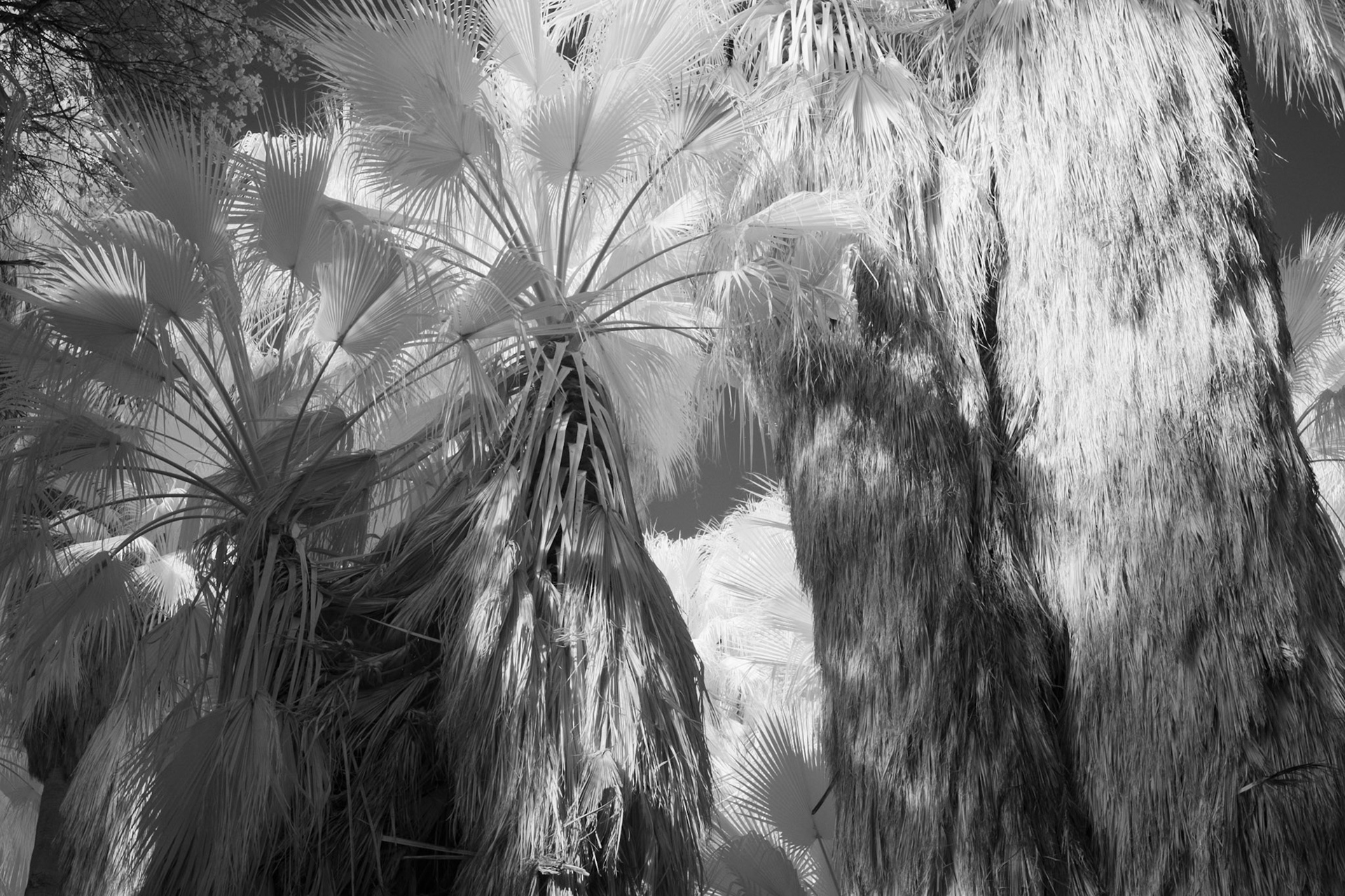 Indian Canyons, Palm Springs, California