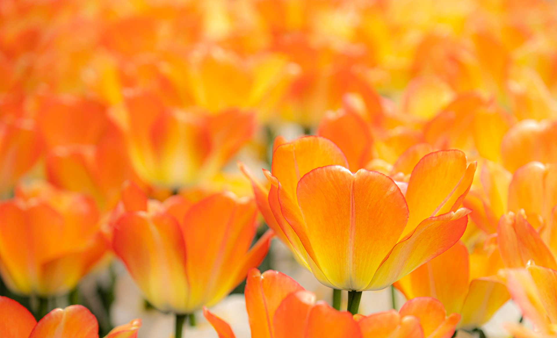 Longwood Gardens