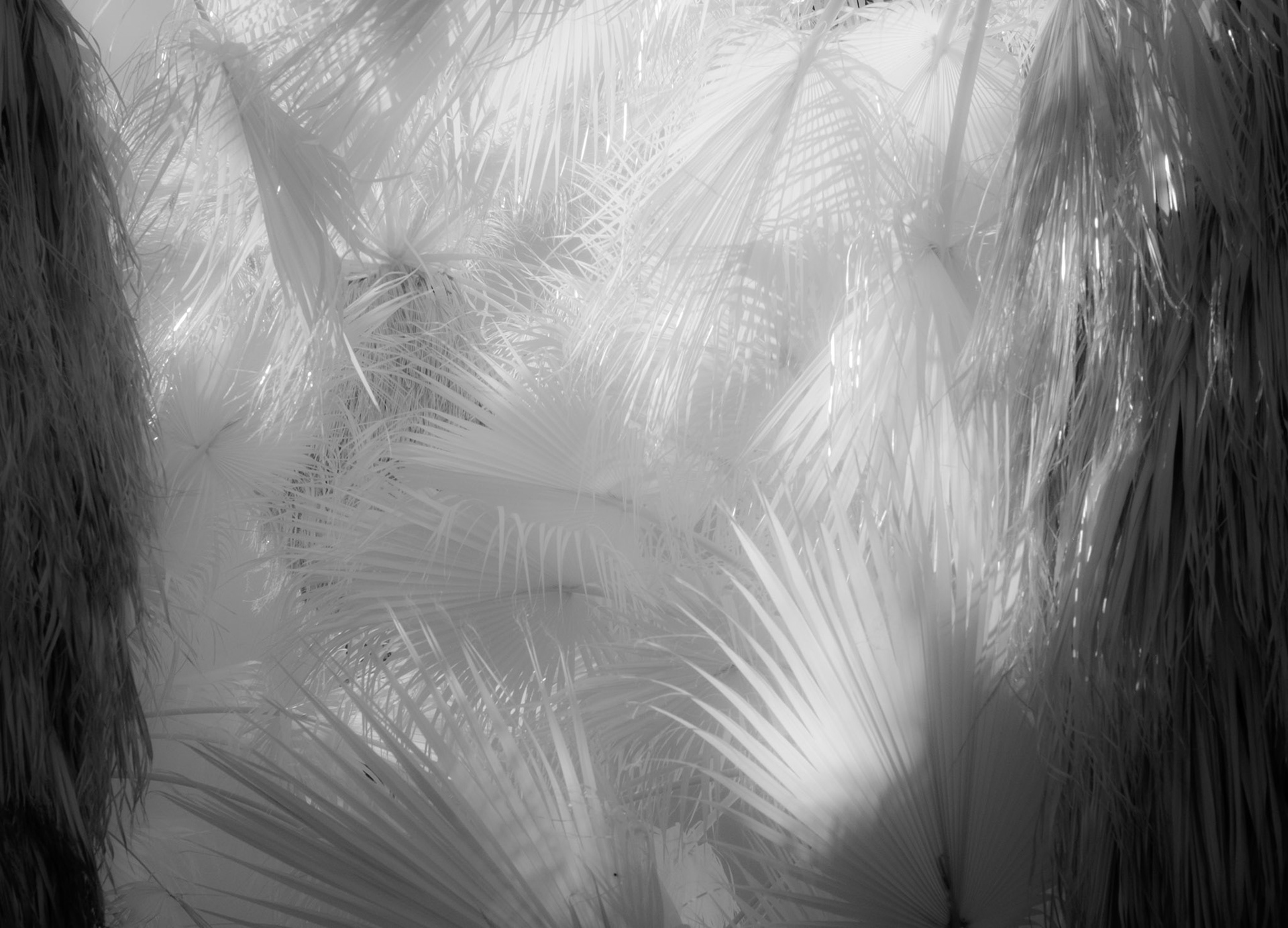 Indian Canyons, Palm Springs, California