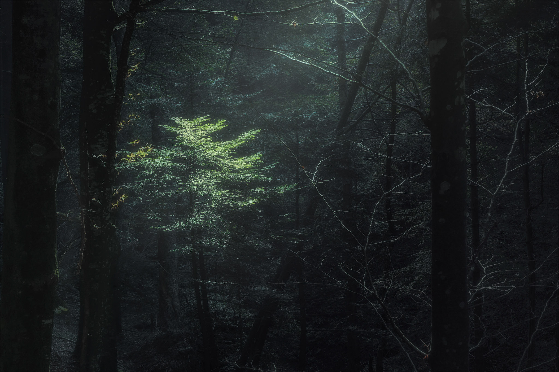Walking in the forest is a new series of autumn photos set in the Italian woods or forests of central northern and southern Italy. It is a series of photographs that capture the instant, or the moment when something is happening.