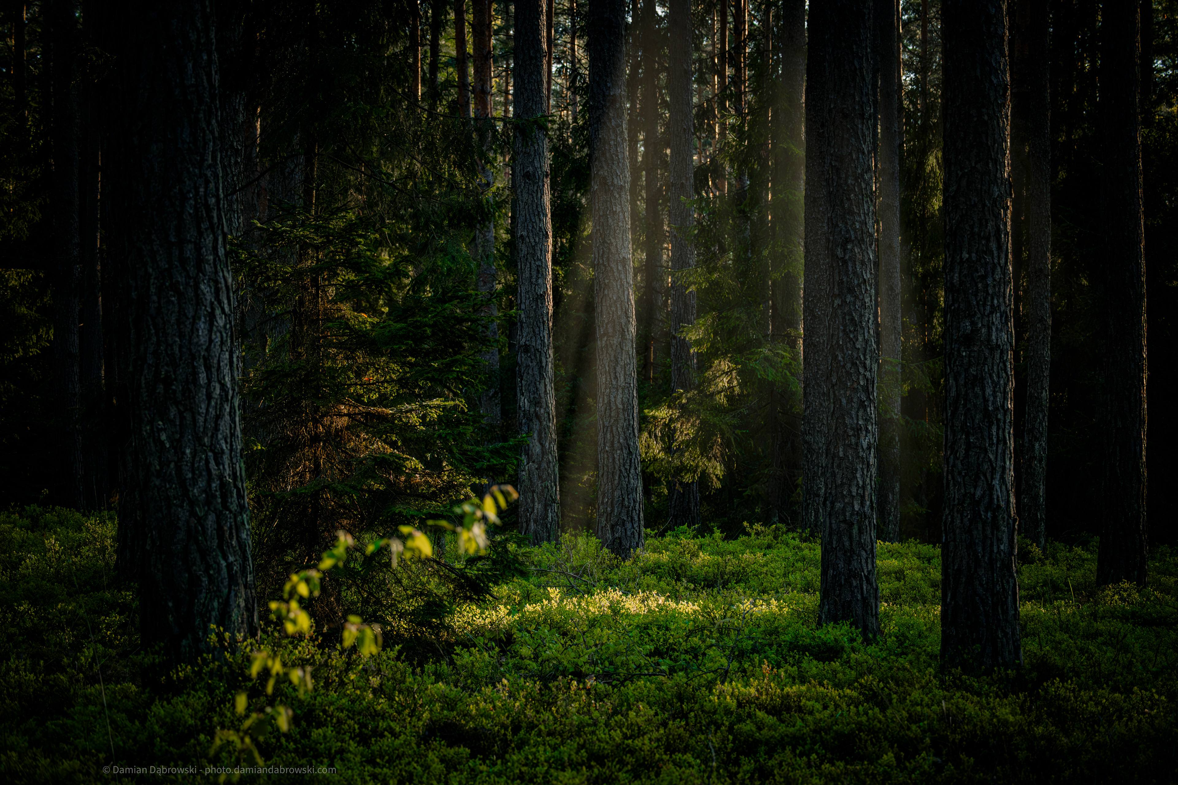 The forest watches, the wolf waits.