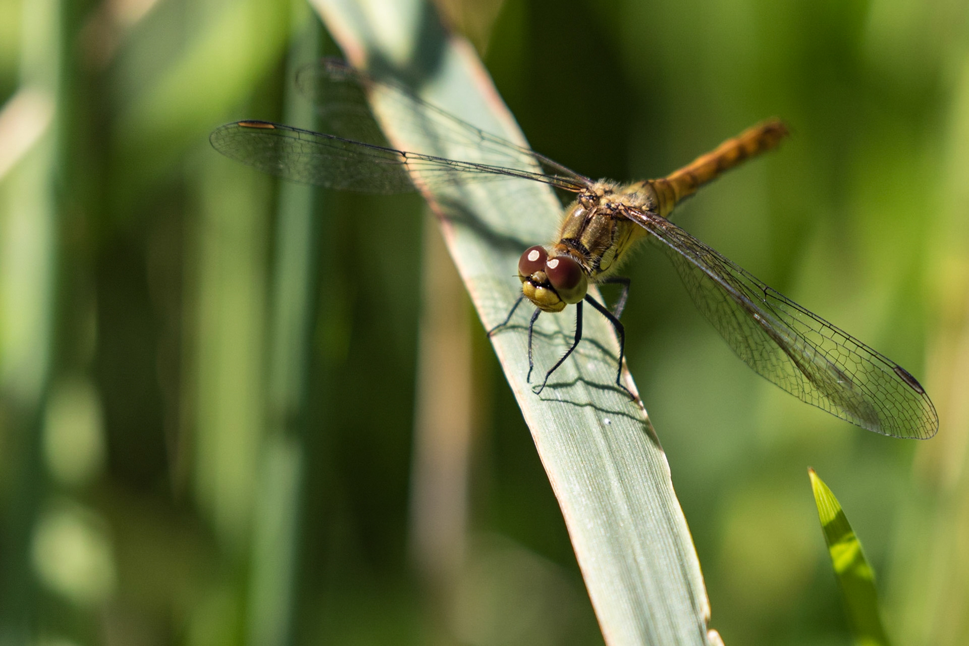 Ruddy Darter
