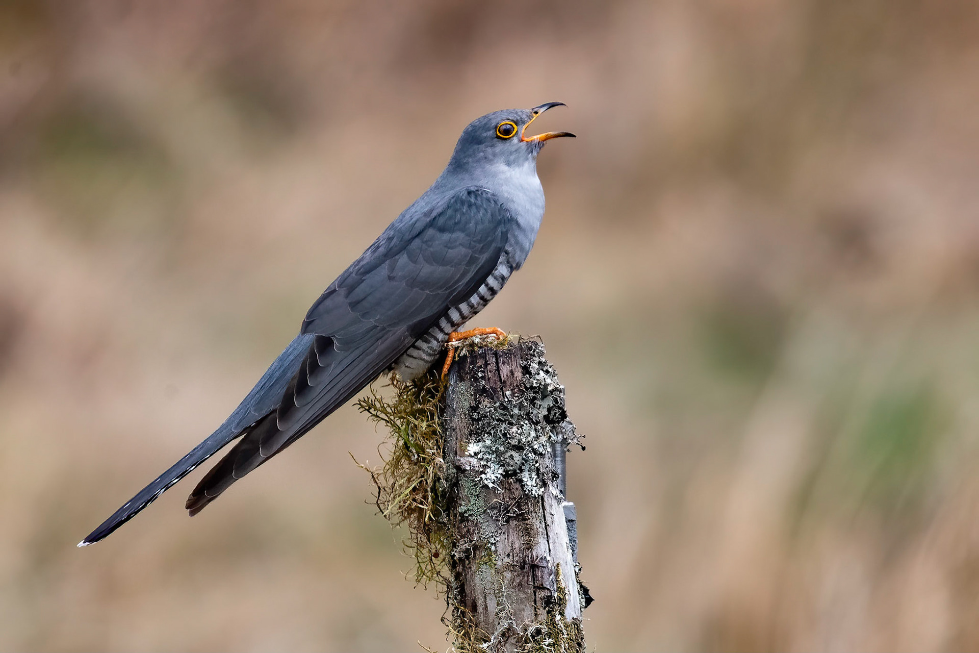Cuckoo