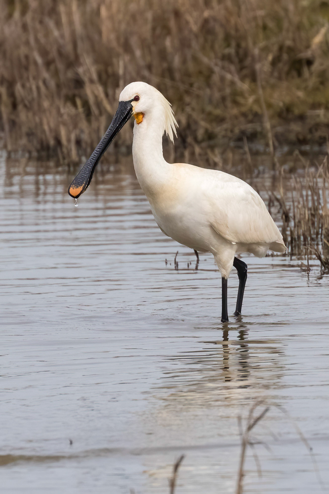 Spoonbill