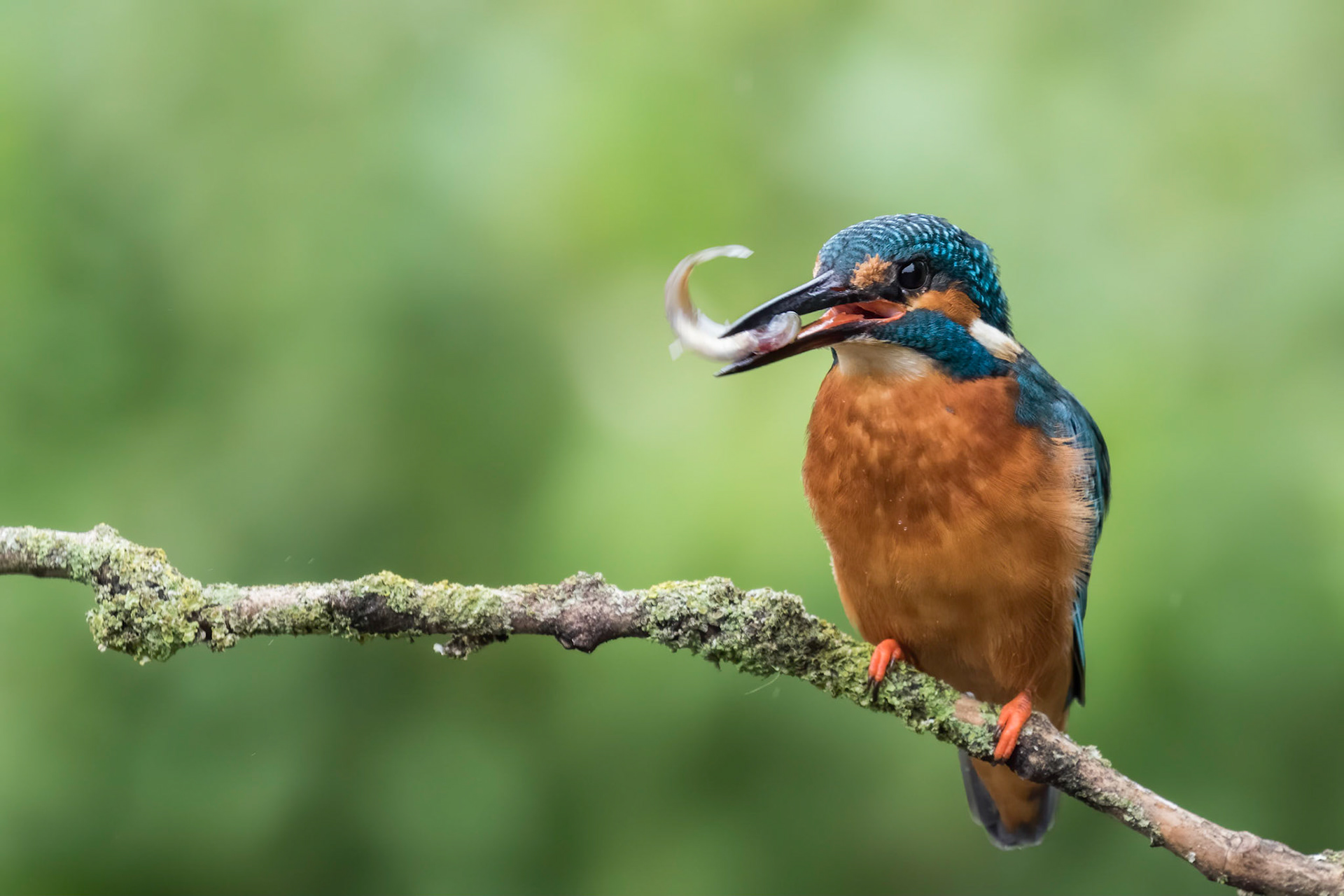 Kingfisher