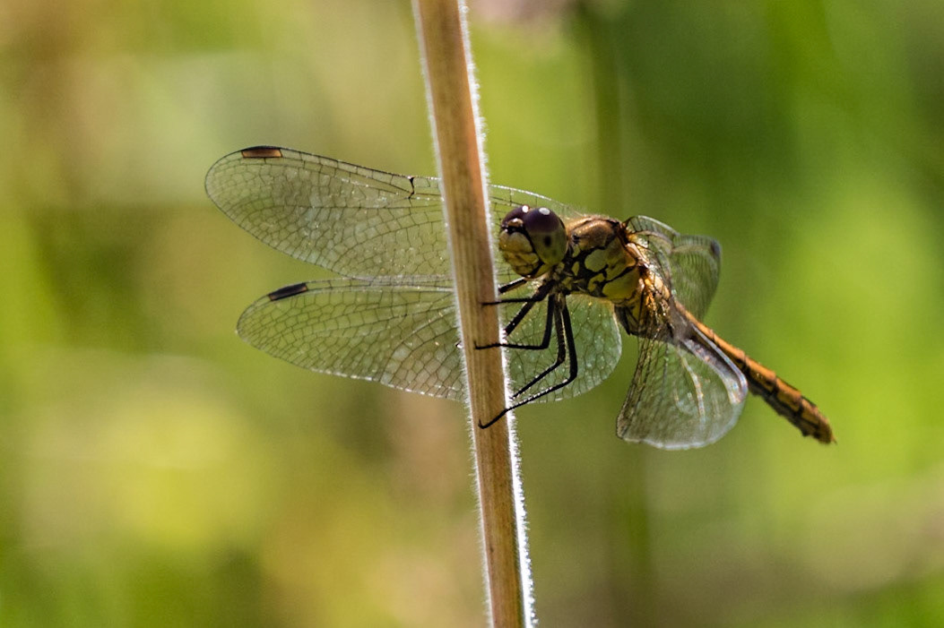 Ruddy Darter