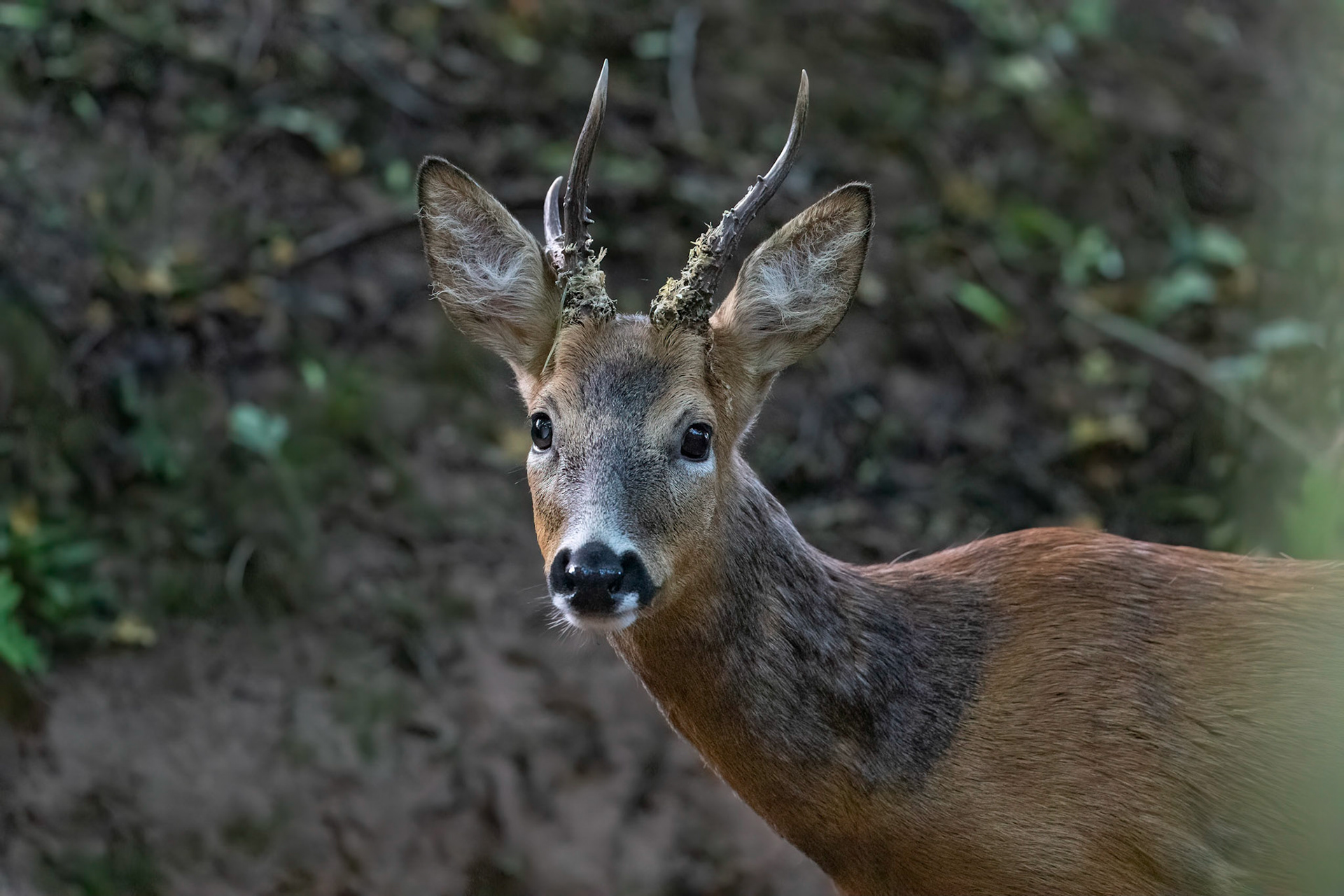 Roe Deer