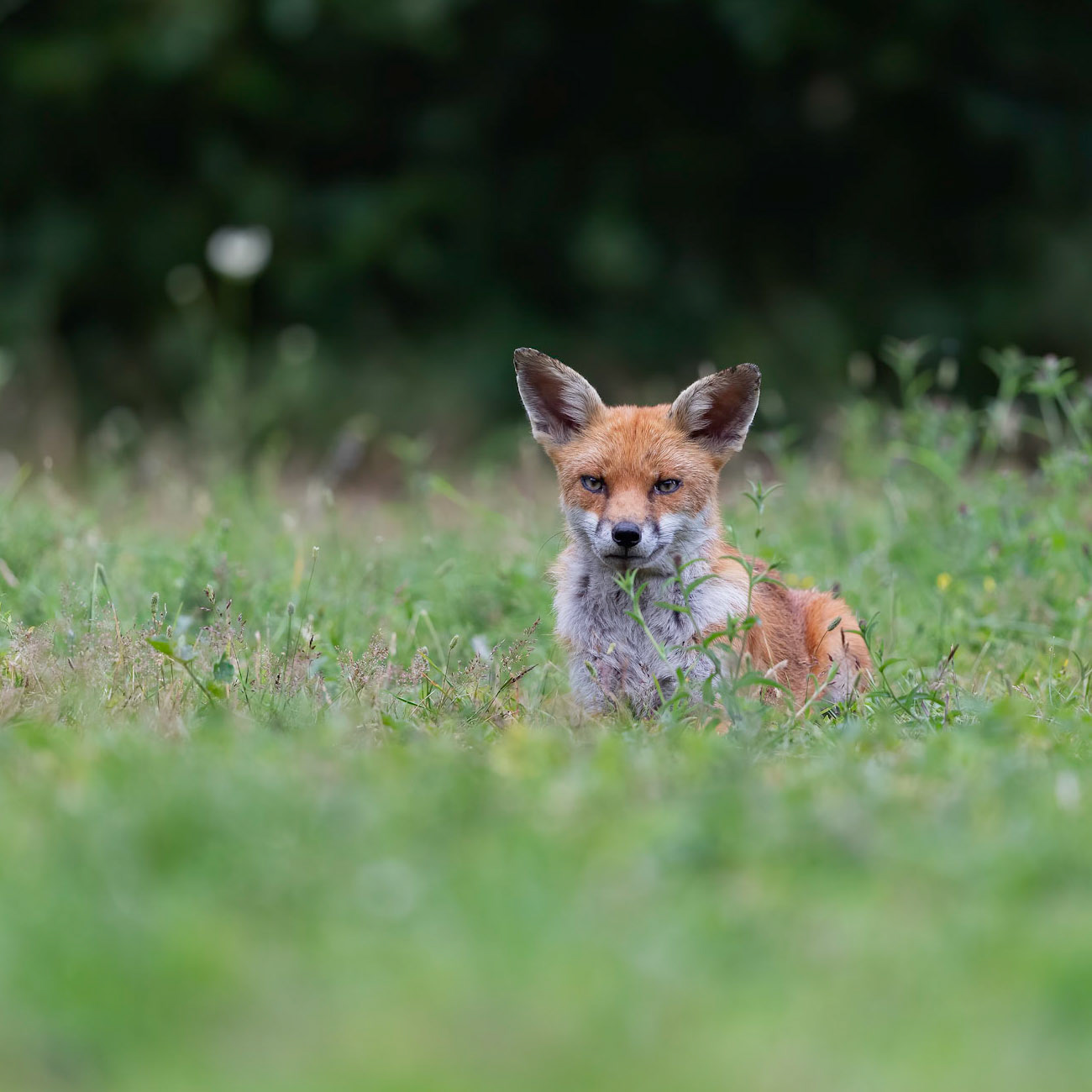 Red Fox