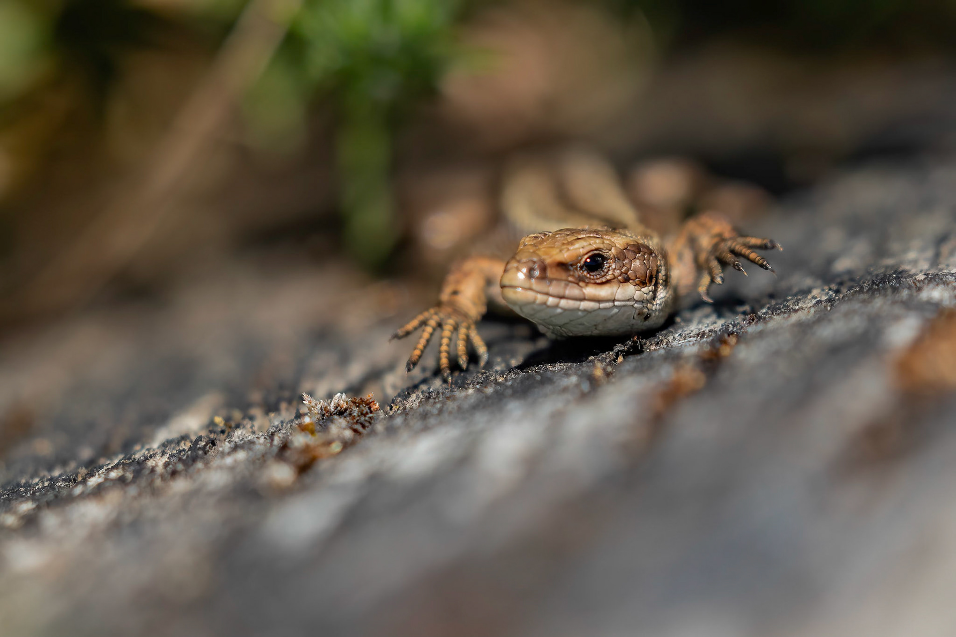 Common Lizard