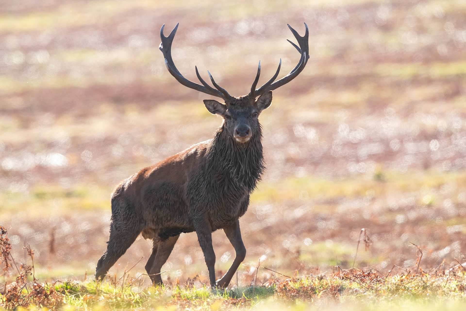 Red Deer