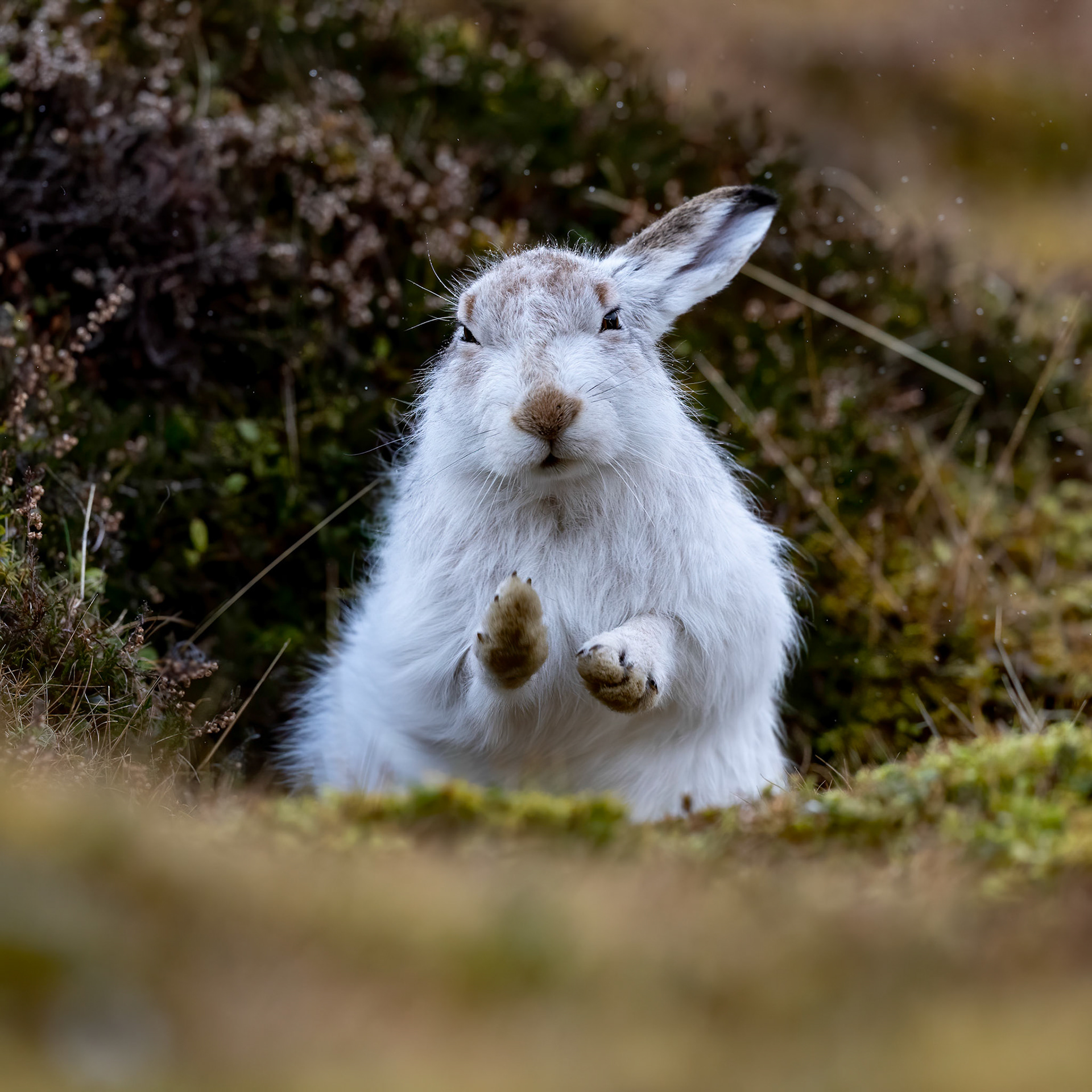 Mountain Hare