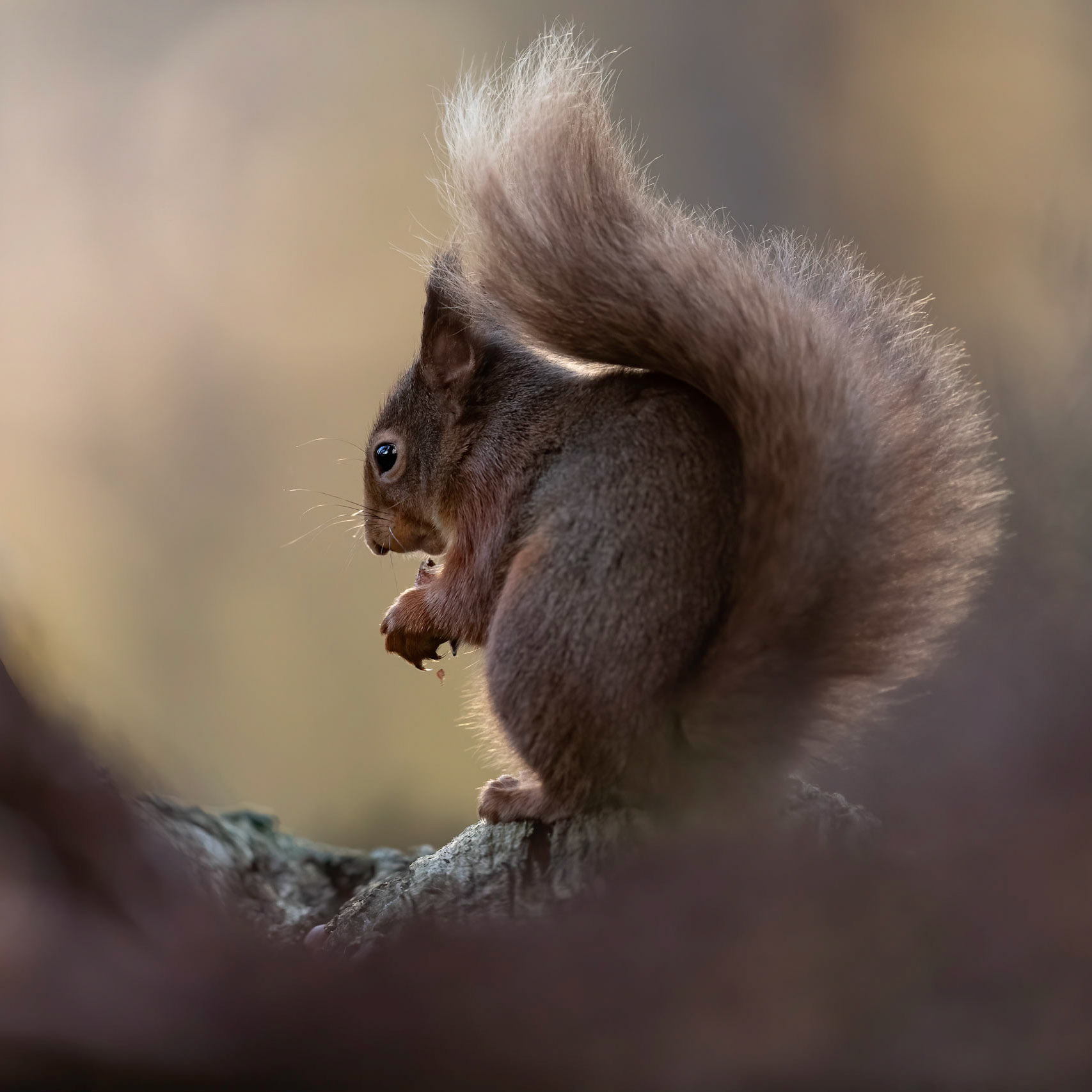 Red Squirrel