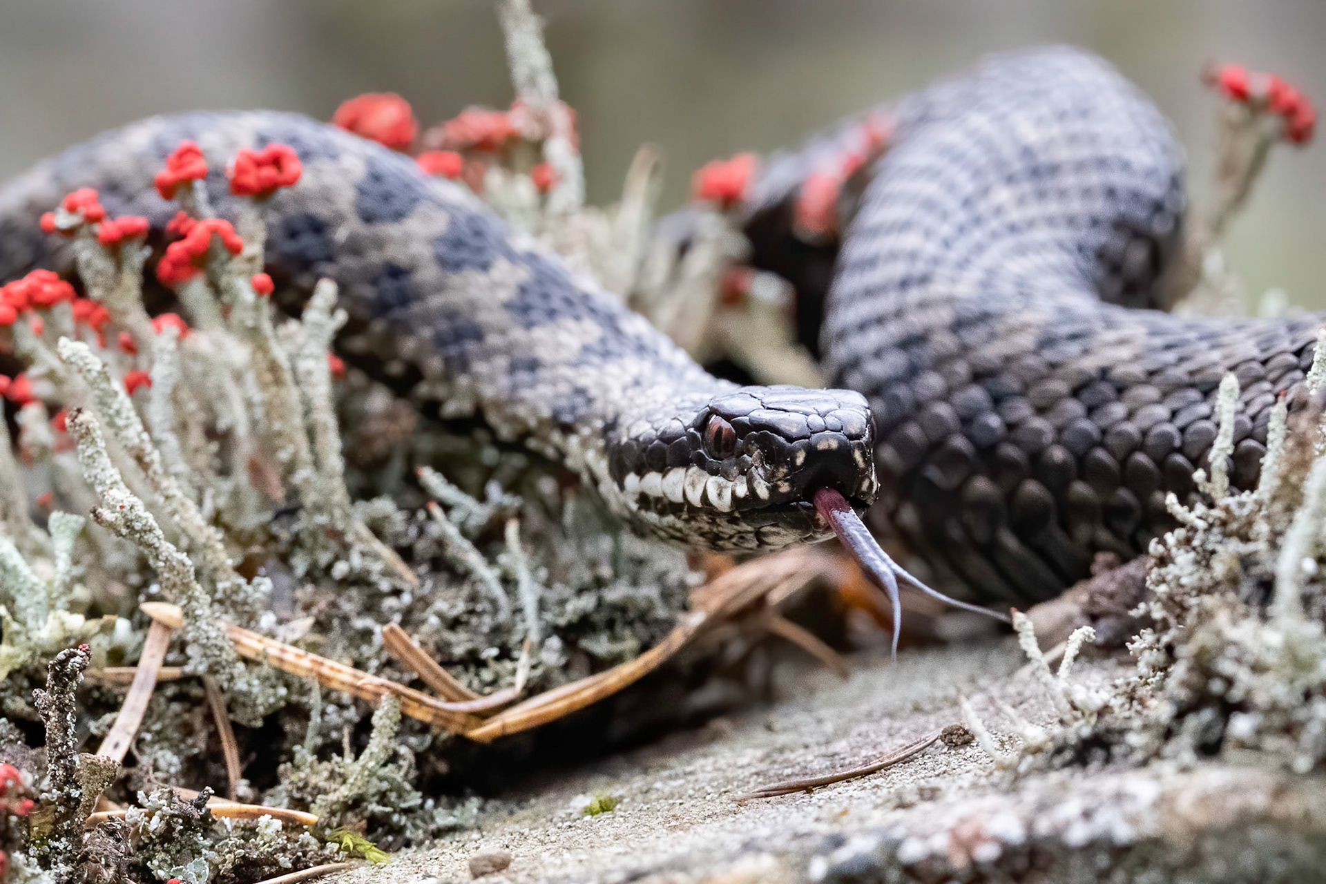 Adder