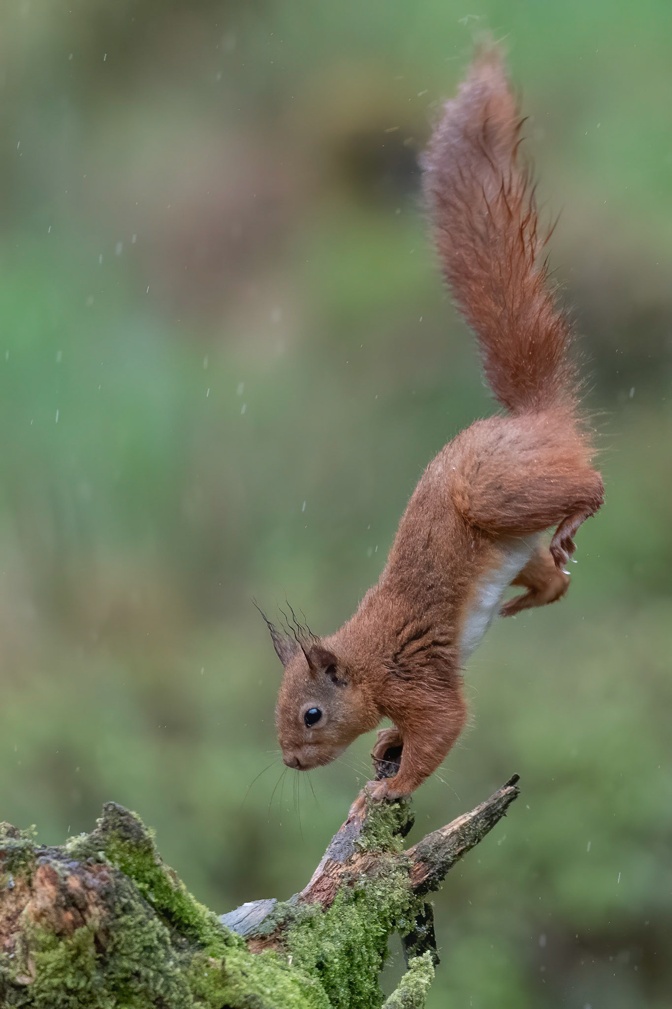 Red Squirrel