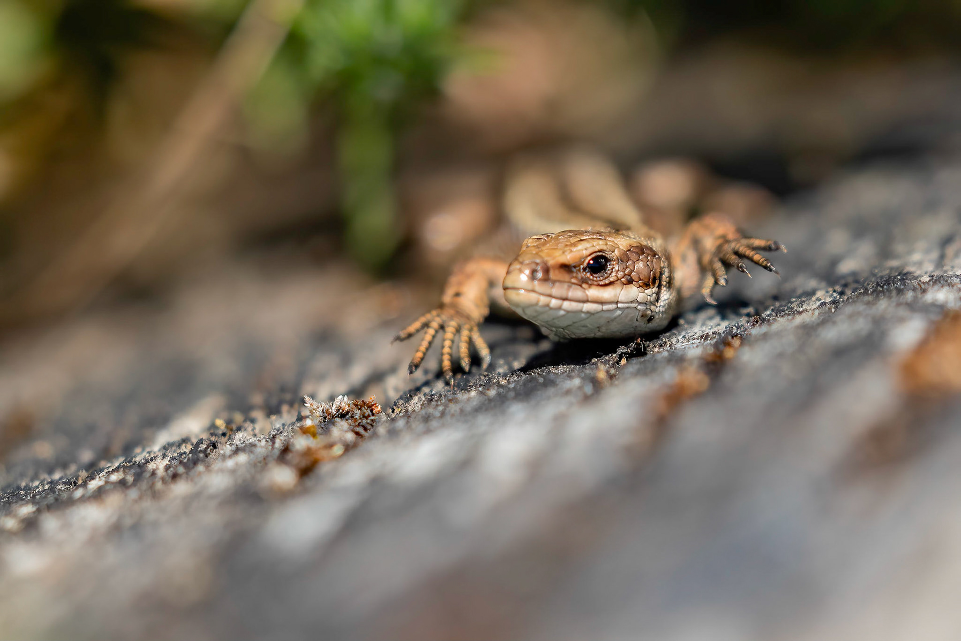 Common Lizard