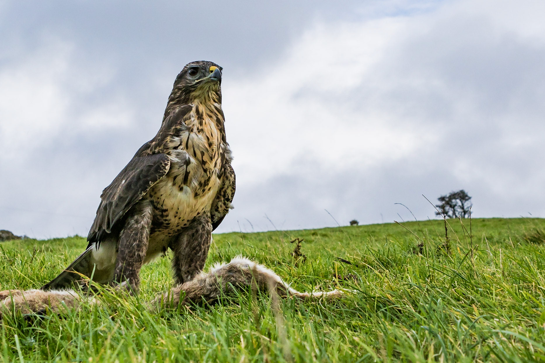 Buzzard