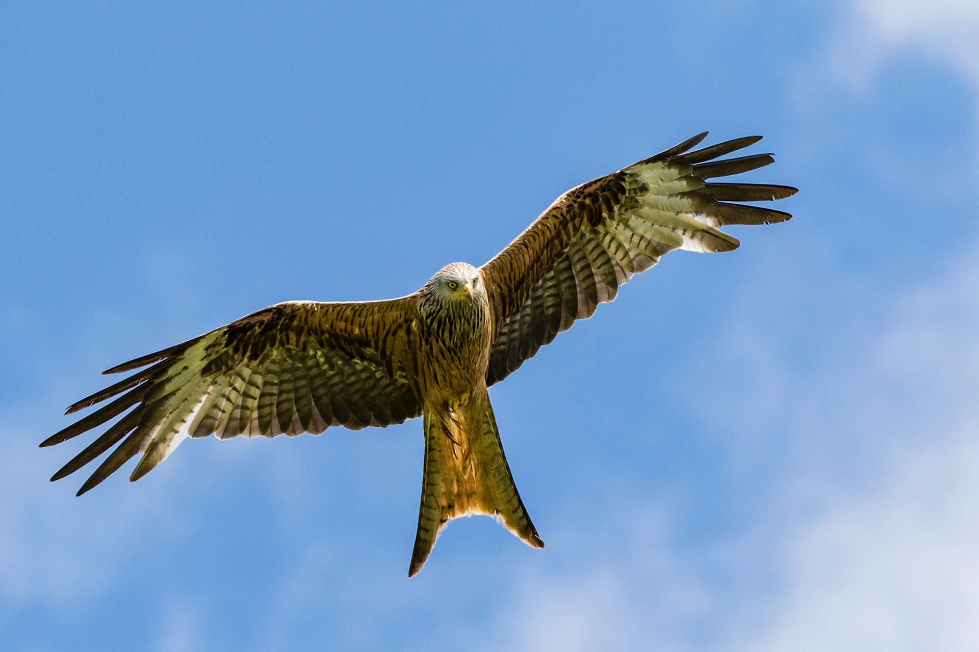 Red Kite