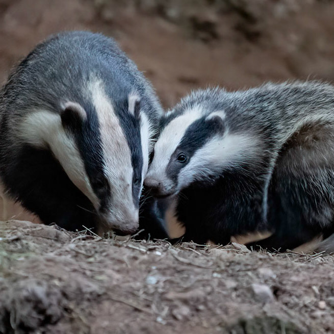 Badger