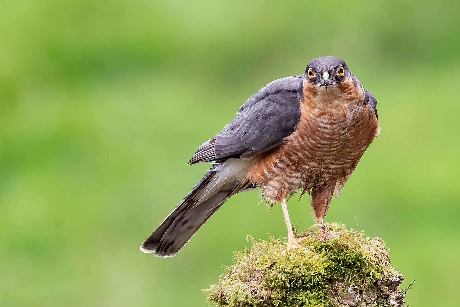 Male Sparrowhawk