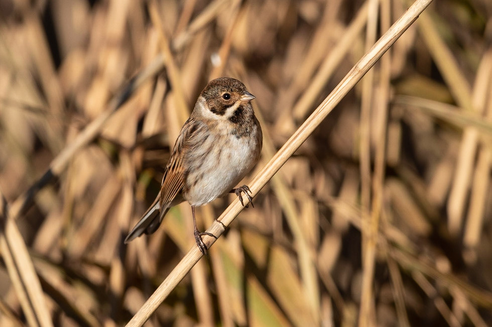 Female Reed Bunting