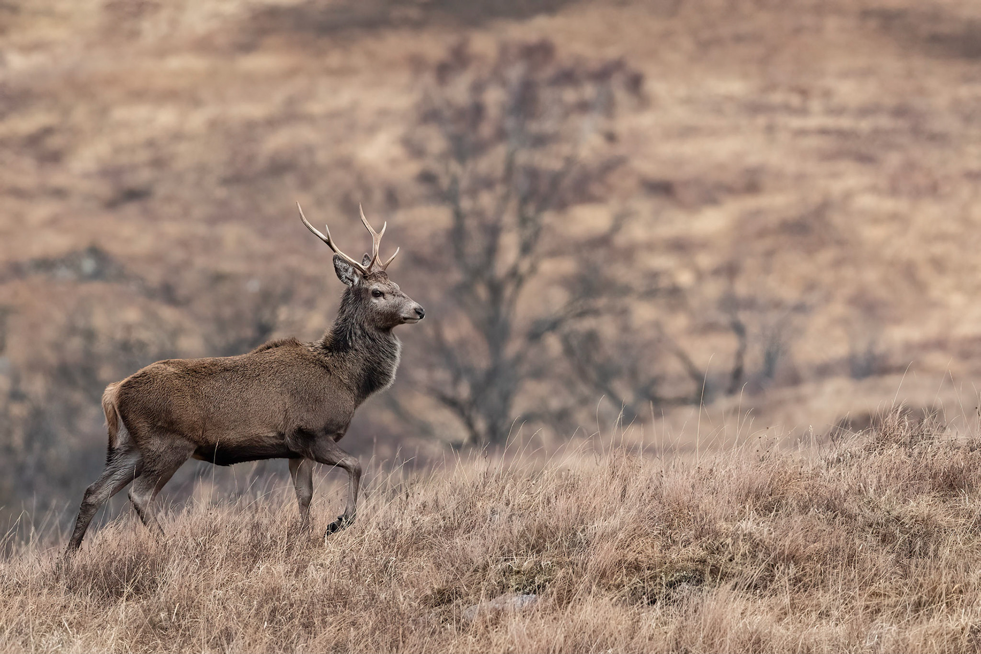 Red Deer
