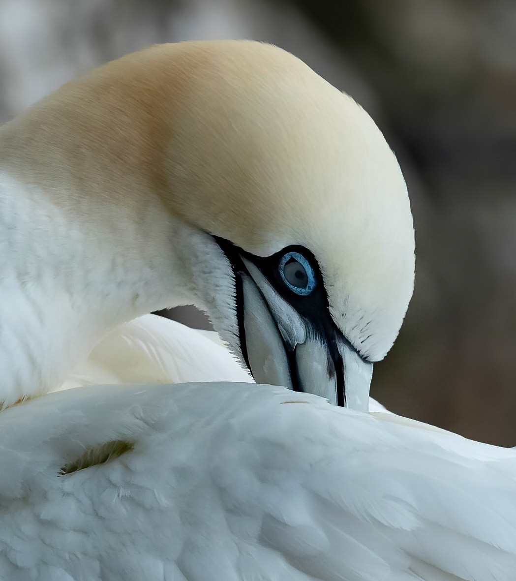 Gannet