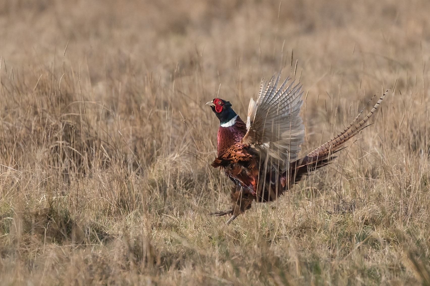 Pheasant
