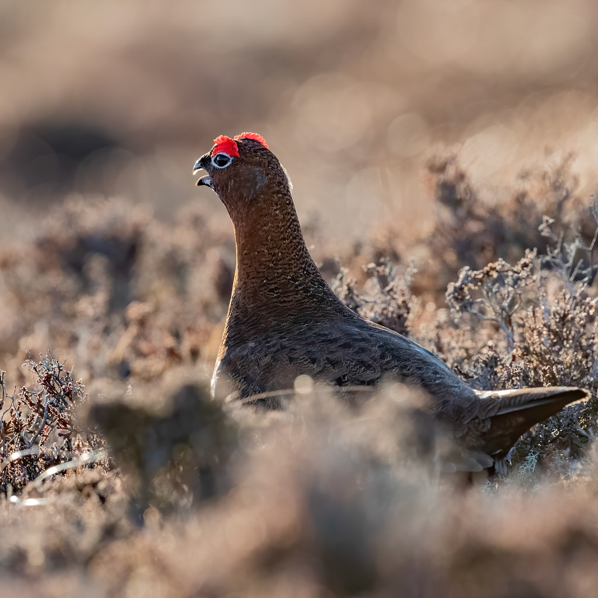 Red Grouse
