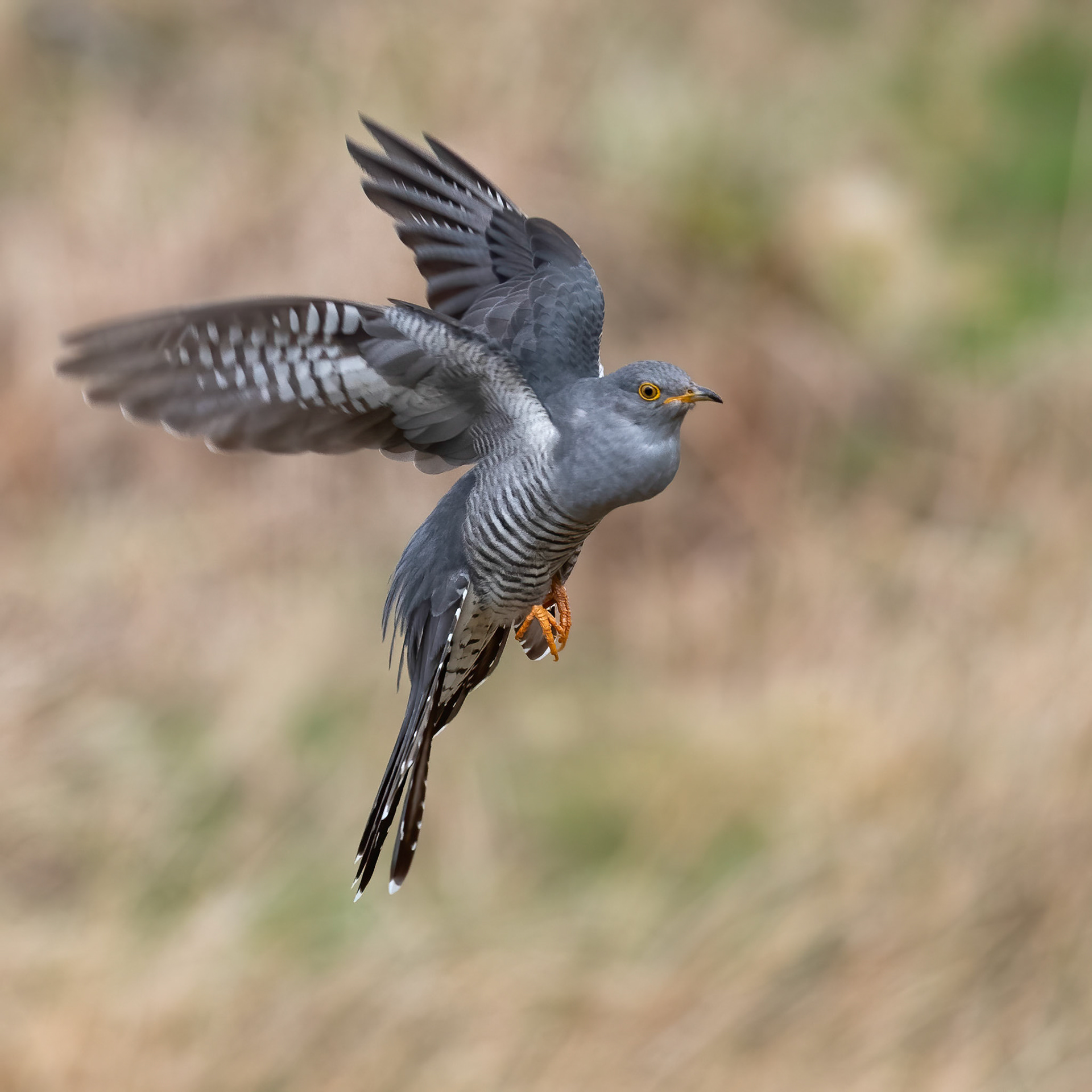Cuckoo