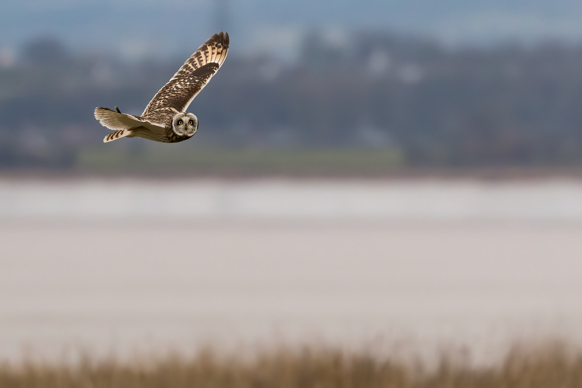 Short Eared Owl