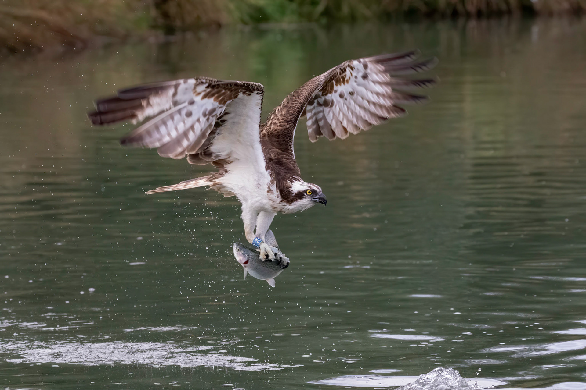 Osprey