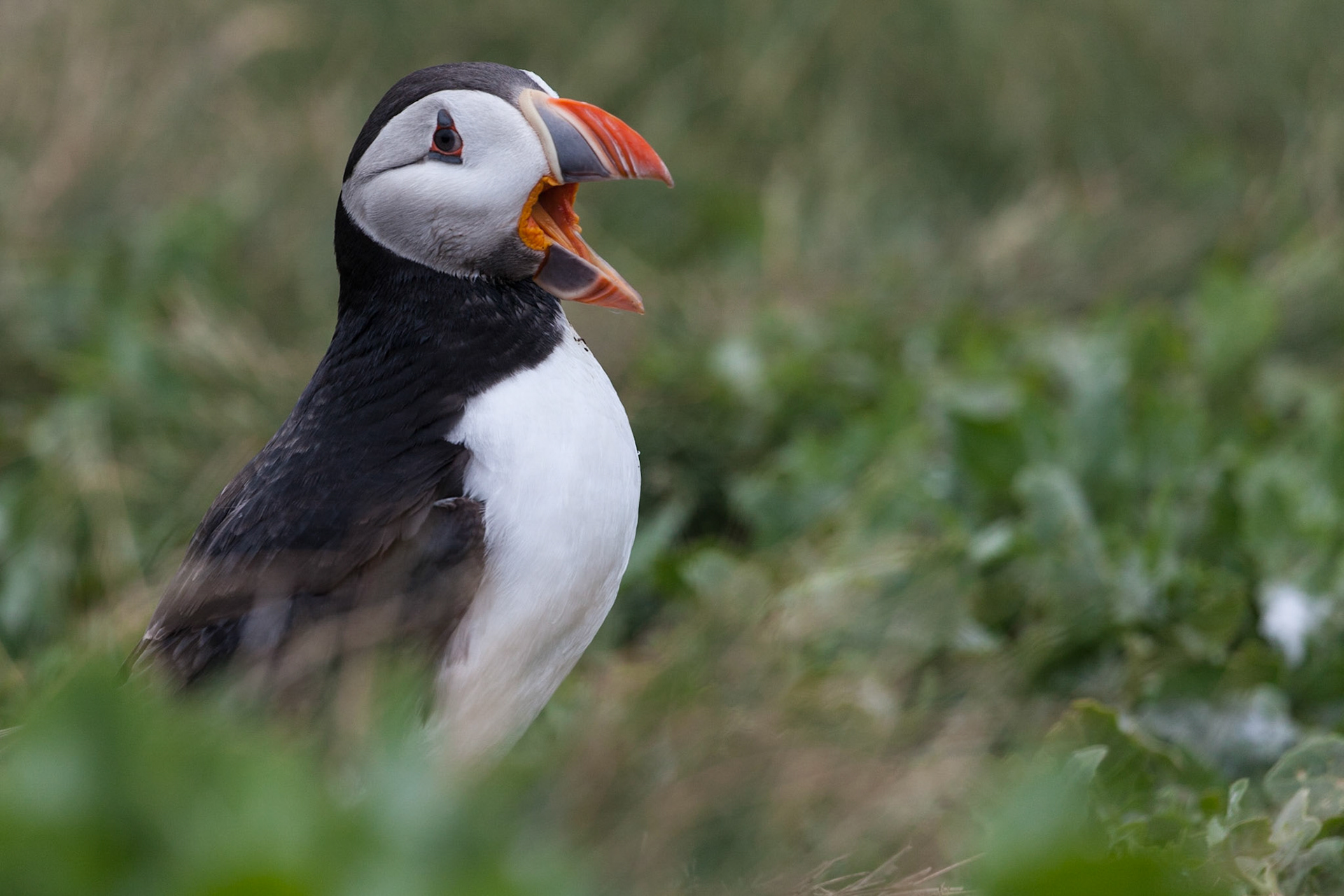 Puffin