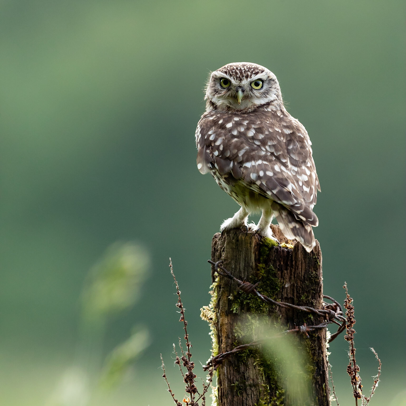 Little Owl