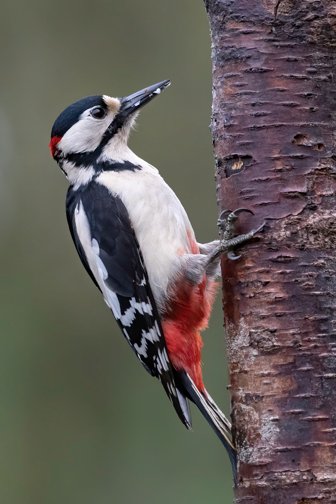 Great Spotted Woodpecker