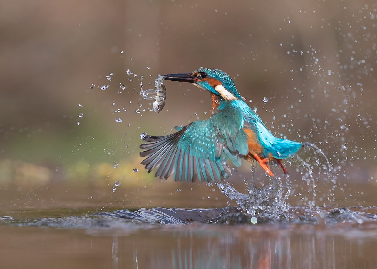 Kingfisher