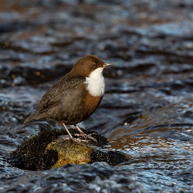 Dipper