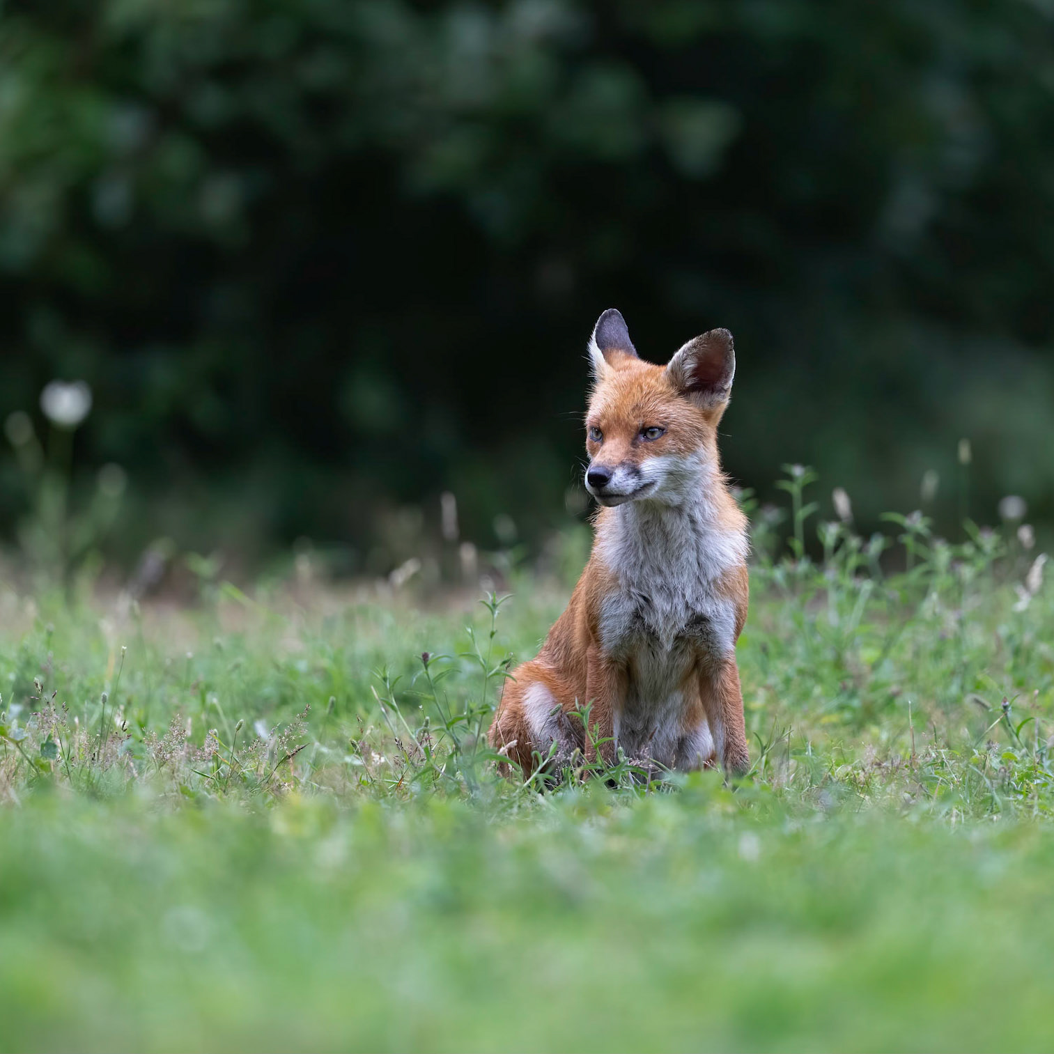 Red Fox