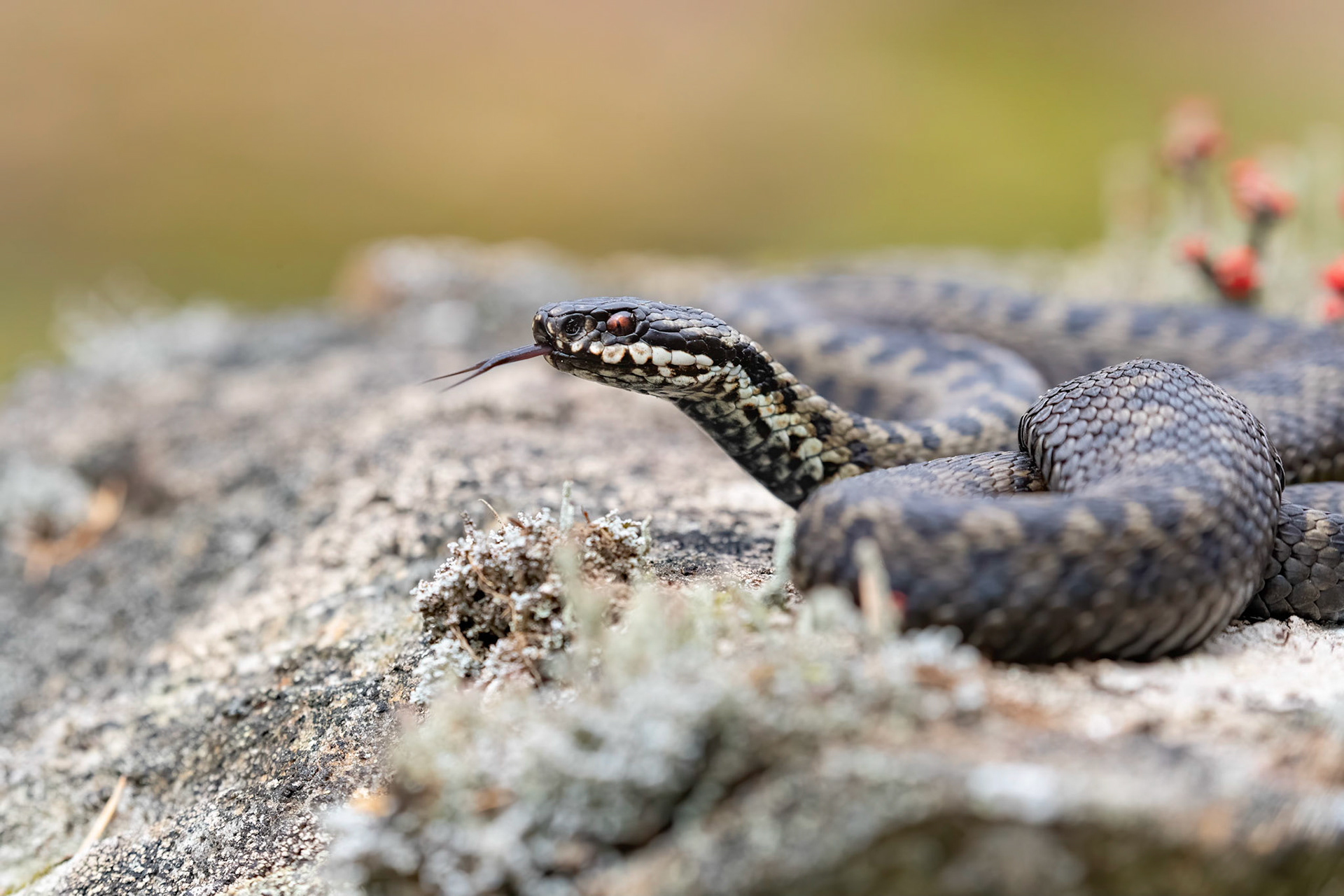 Adder