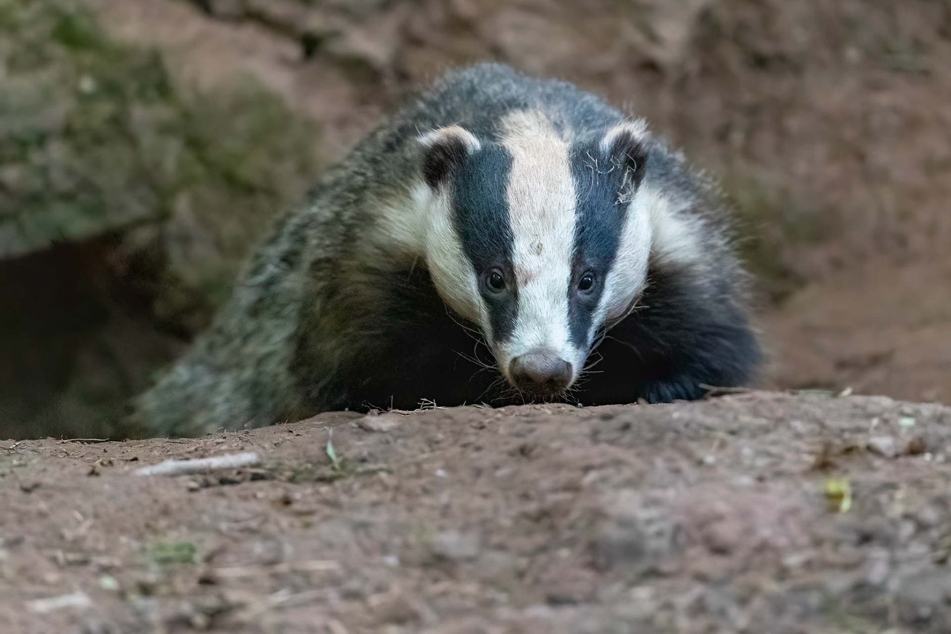 Badger
